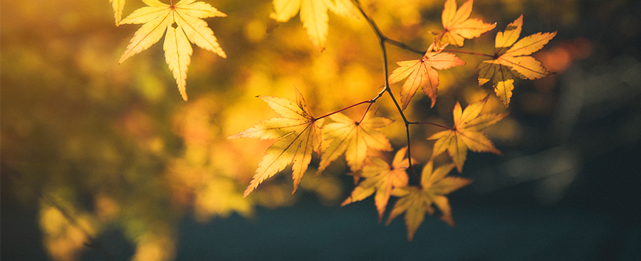 香港公式网497799